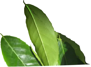wayusa
